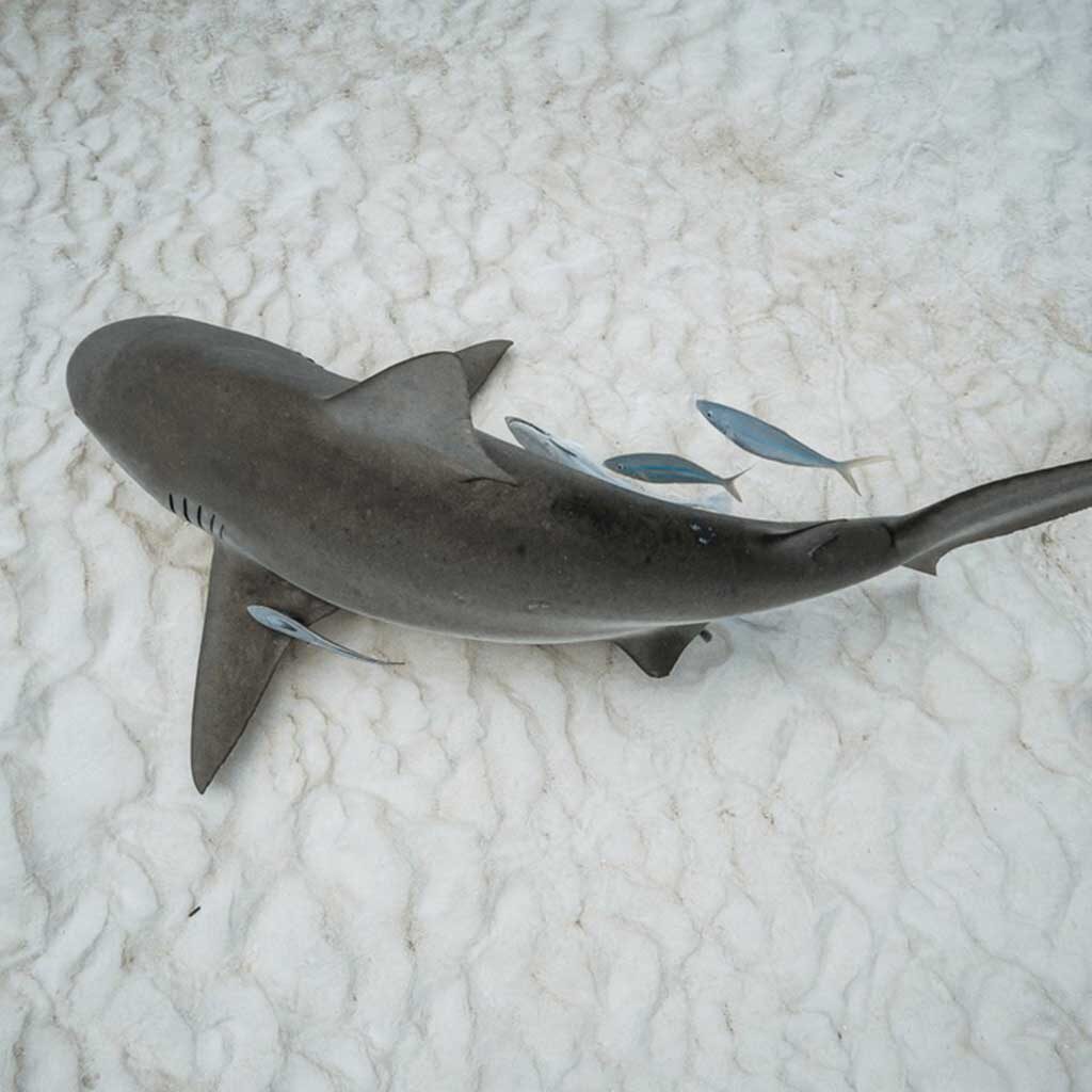 diverz-den-mexico-ocean-bull-shark-05