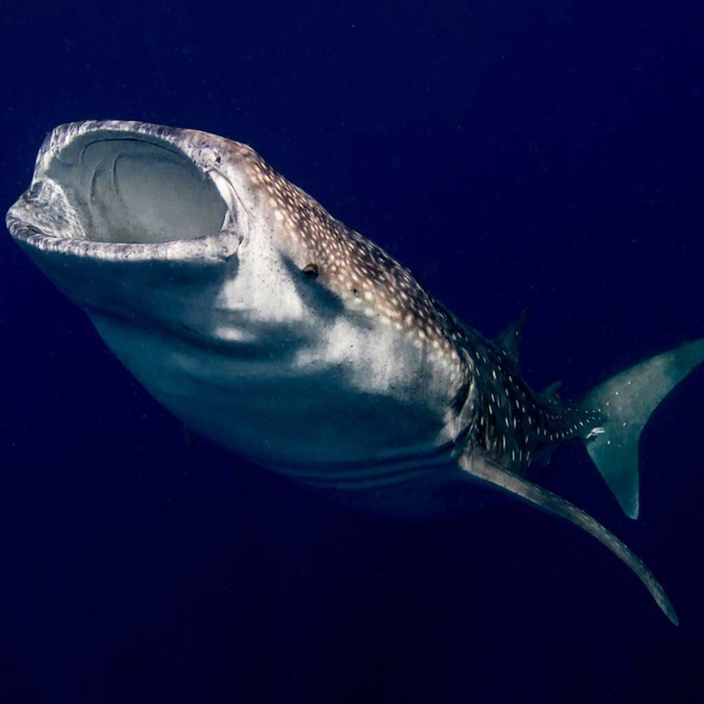 diverz-den-mexico-ocean-whale-shark-02
