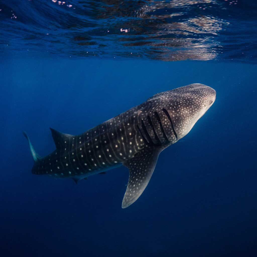diverz-den-mexico-ocean-whale-shark-03
